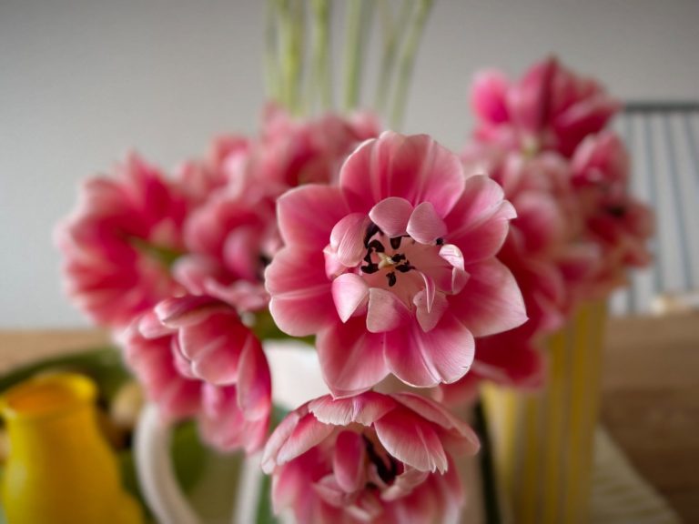 Rosa Tulpen mit weißen Spitzen in einer Vase auf einem Tisch.